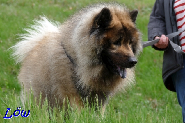 31.3.2024 - Schloßberg Hund